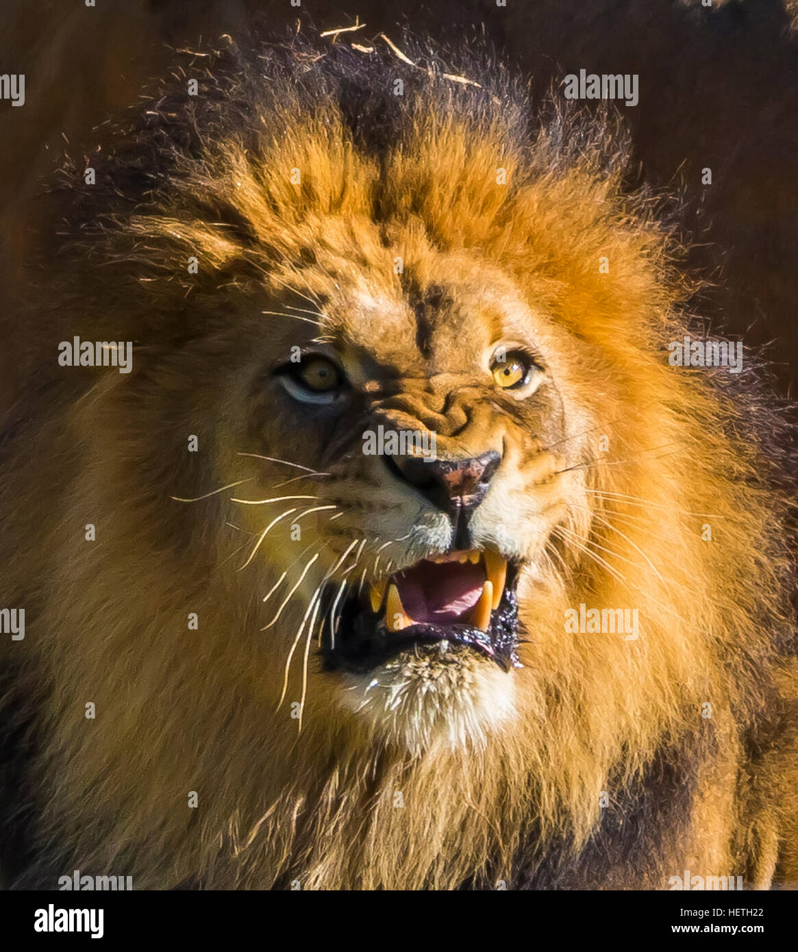 Lion San Diego Zoo Safari Park Stock Photo Alamy