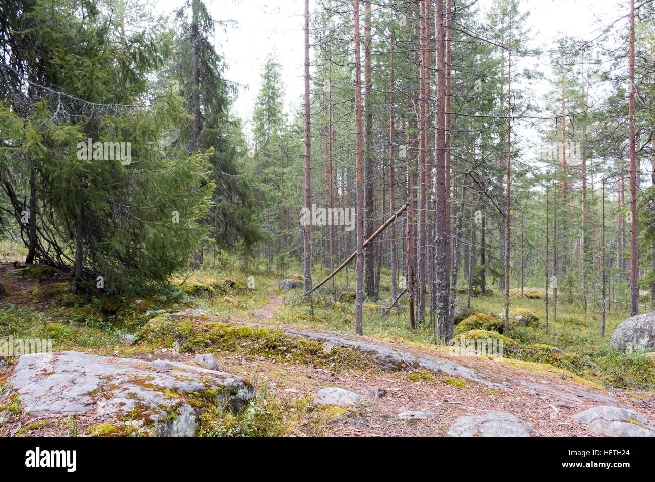 Forest Near Rovaniemi Beautiful forests in Rovaniemi, Lapland, Finland Stock Photo - Alamy