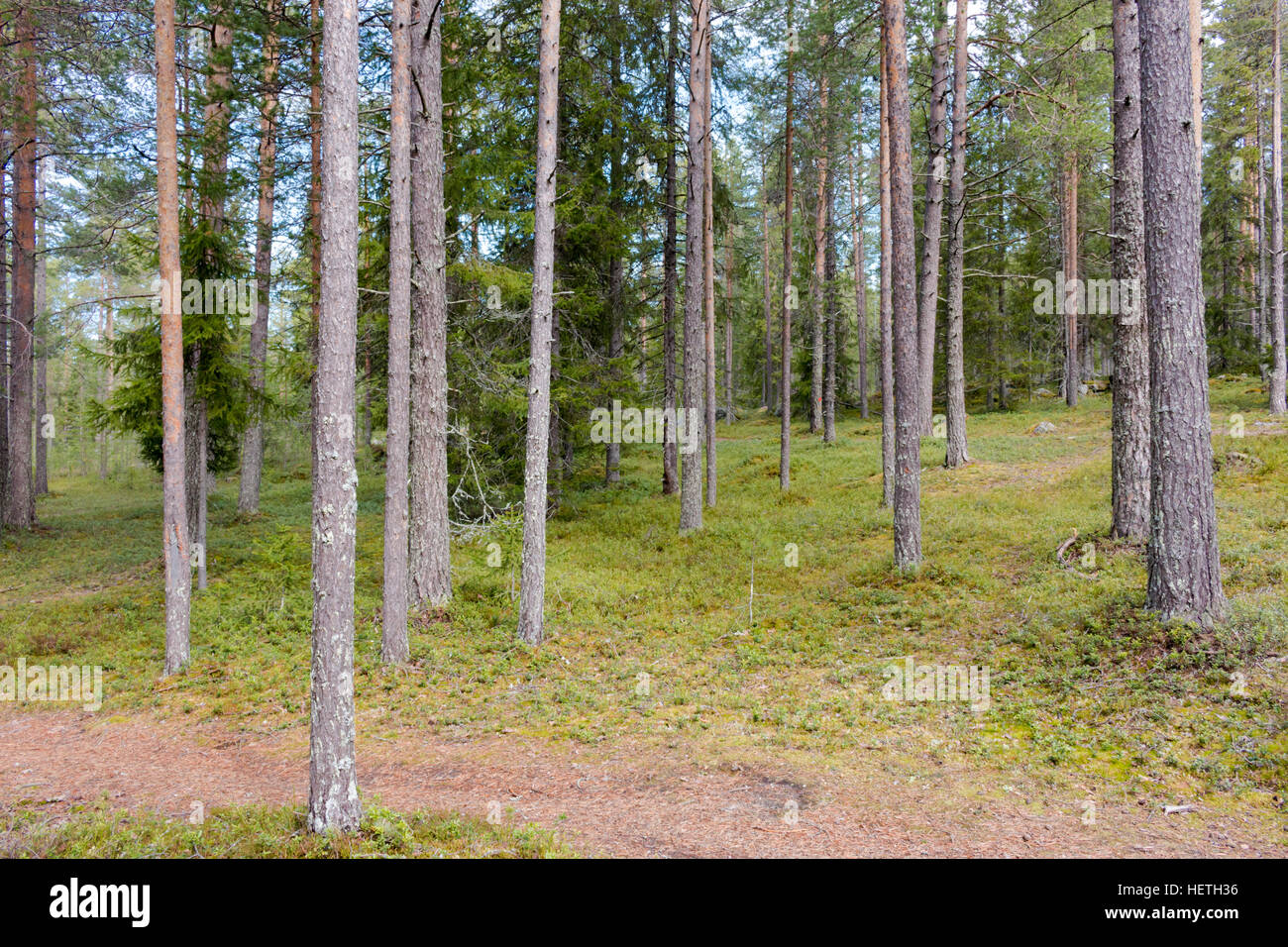 Forest Near Rovaniemi Beautiful forests in Rovaniemi, Lapland, Finland Stock Photo - Alamy