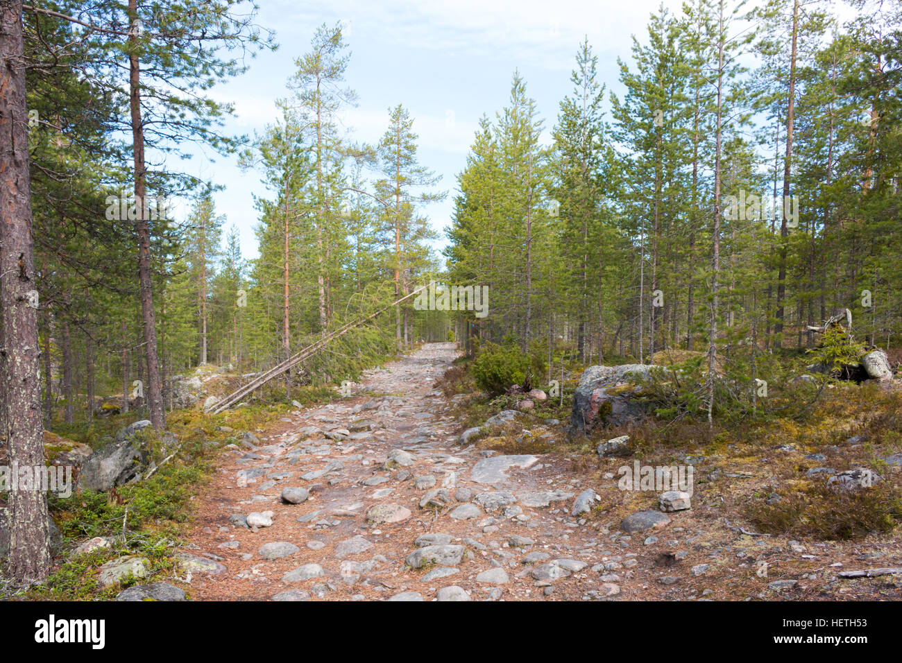 Forest Near Rovaniemi Beautiful forests in Rovaniemi, Lapland, Finland Stock Photo - Alamy