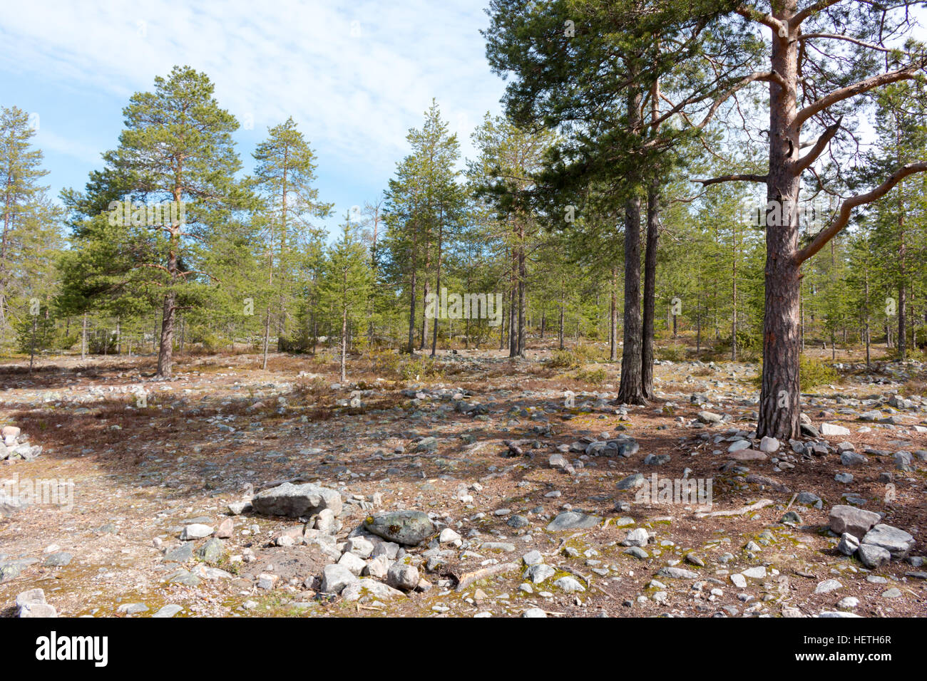 Forest Near Rovaniemi Beautiful forests in Rovaniemi, Lapland, Finland Stock Photo - Alamy