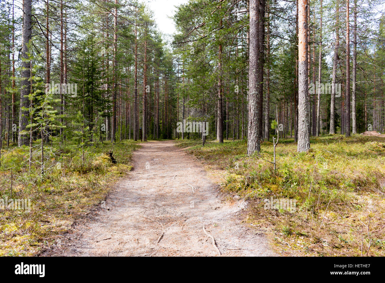 Forest Near Rovaniemi Beautiful forests in Rovaniemi, Lapland, Finland Stock Photo - Alamy
