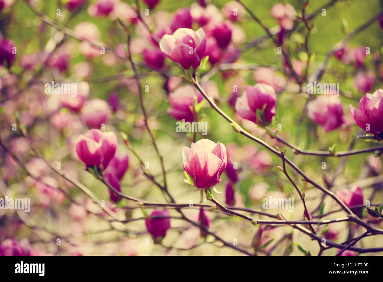 Magnolia spring flowers Stock Photo - Alamy