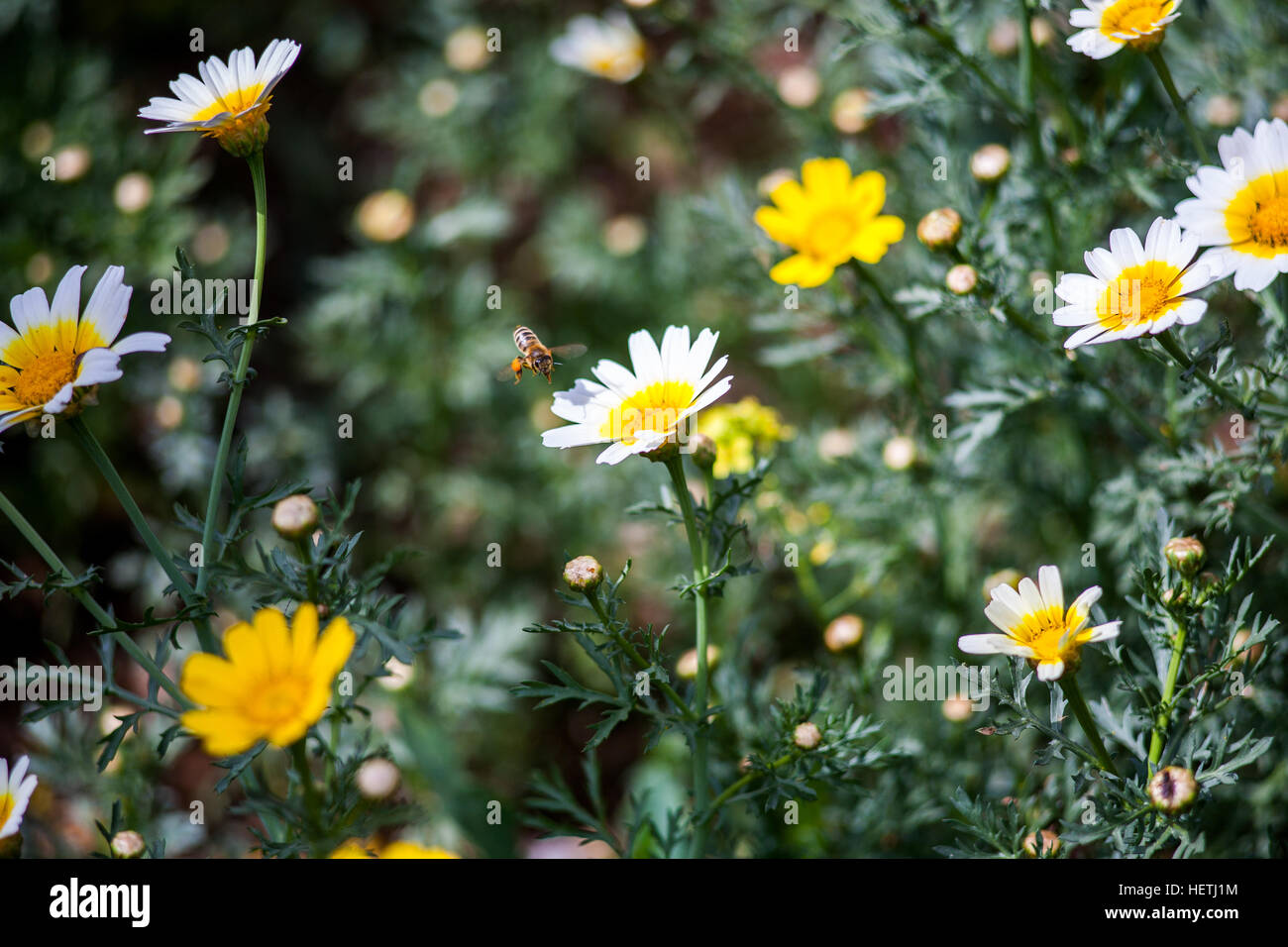Pollen honey hi-res stock photography and images - Alamy