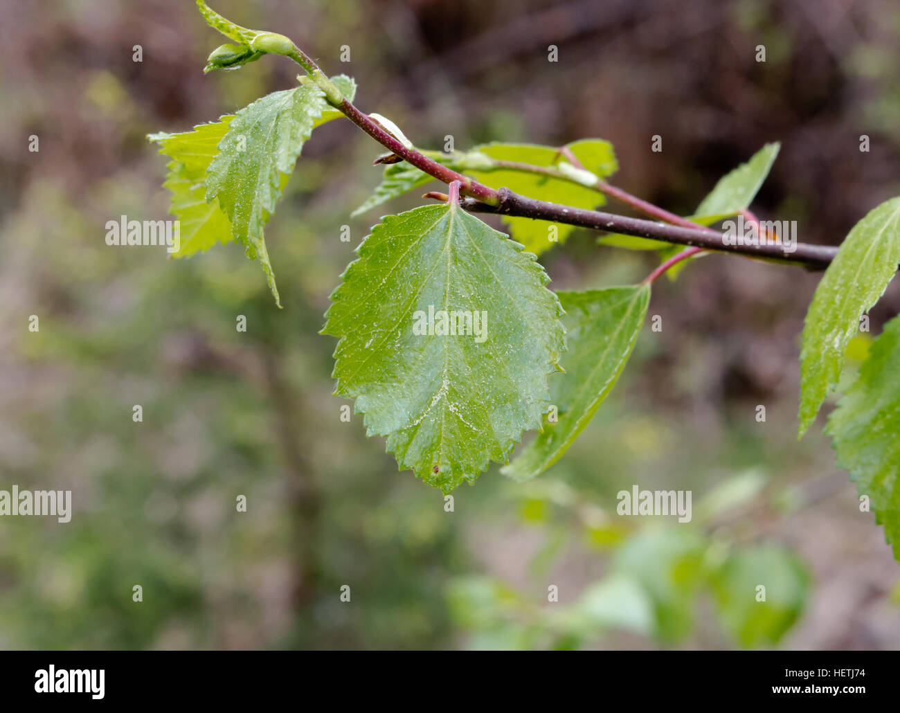 Leaves of Birch in the forest. Stock Photo