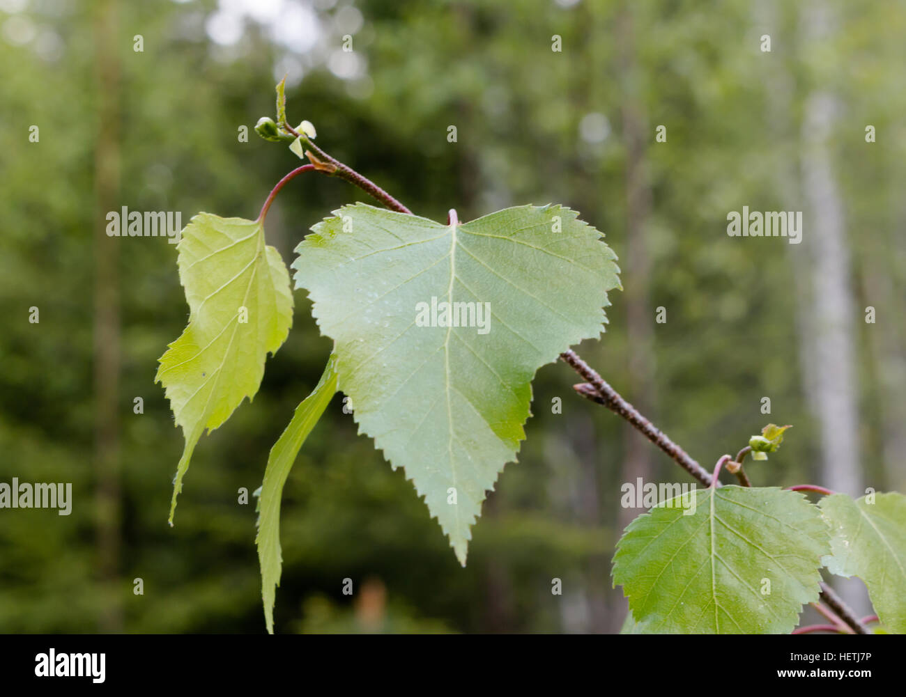 Leaves of Birch in the forest. Stock Photo