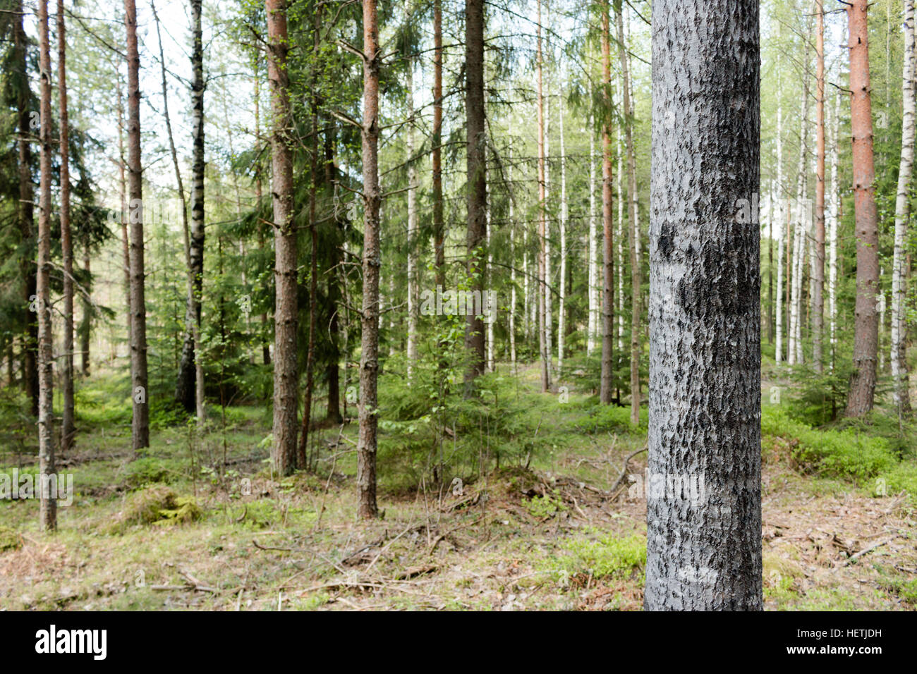 Beautiful and green forest in Finland Stock Photo - Alamy