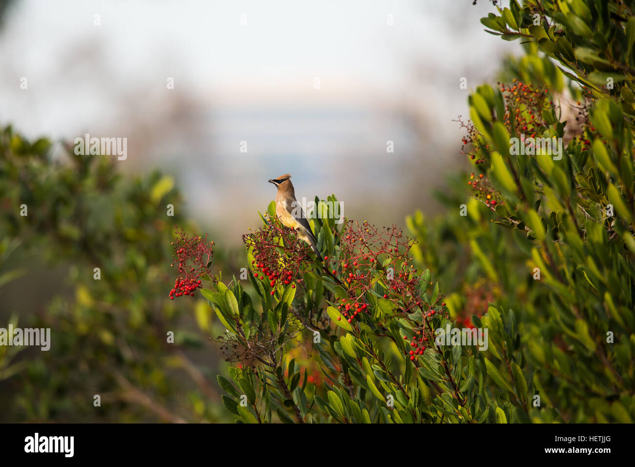 Orange county california bird hires stock photography and images Alamy