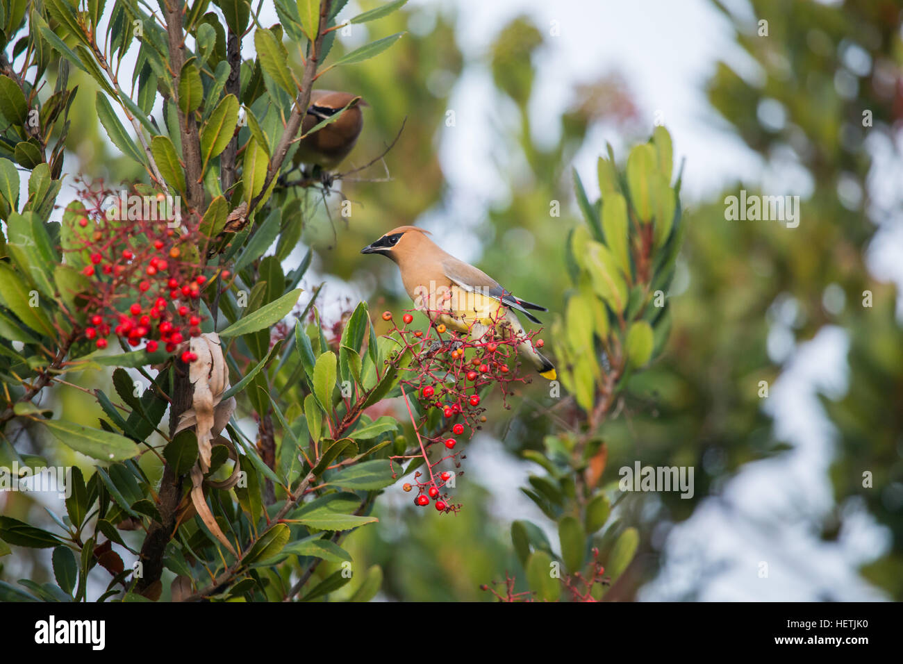 Cedar waxwing eating berries hires stock photography and images Alamy