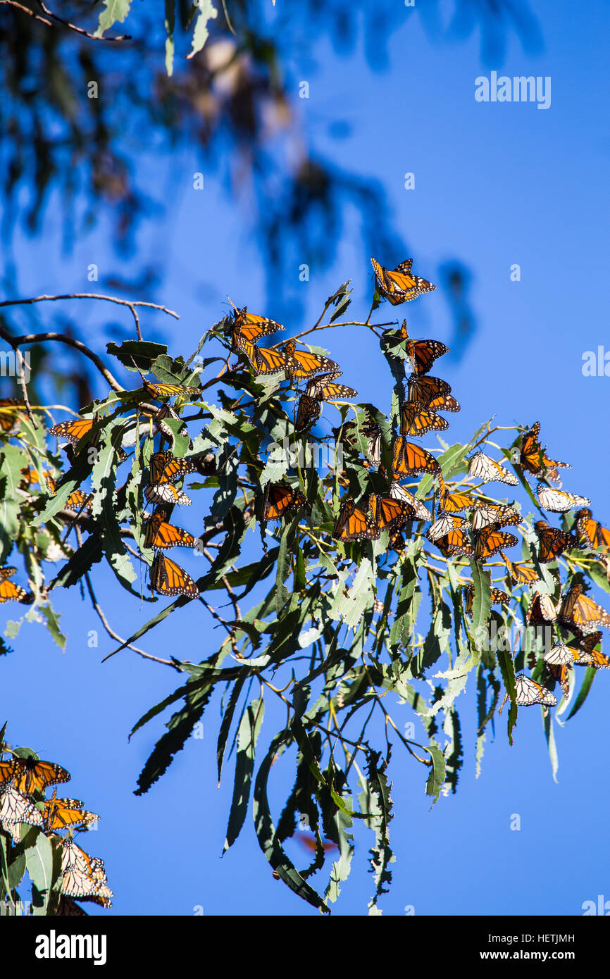 Monarch butterflies (Danaus plexippus) wintering in the eucalyptus trees at Monarch Butterfly Grove Pismo beach California during migration. Stock Photo
