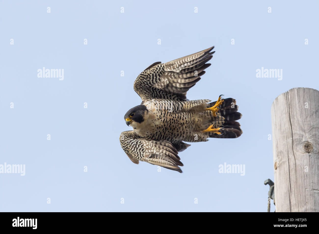 Peregrine falcon (Falco peregrinus) in flight seen along Pacific Coast highway (highway one) (PCH) in Big Sur California Stock Photo