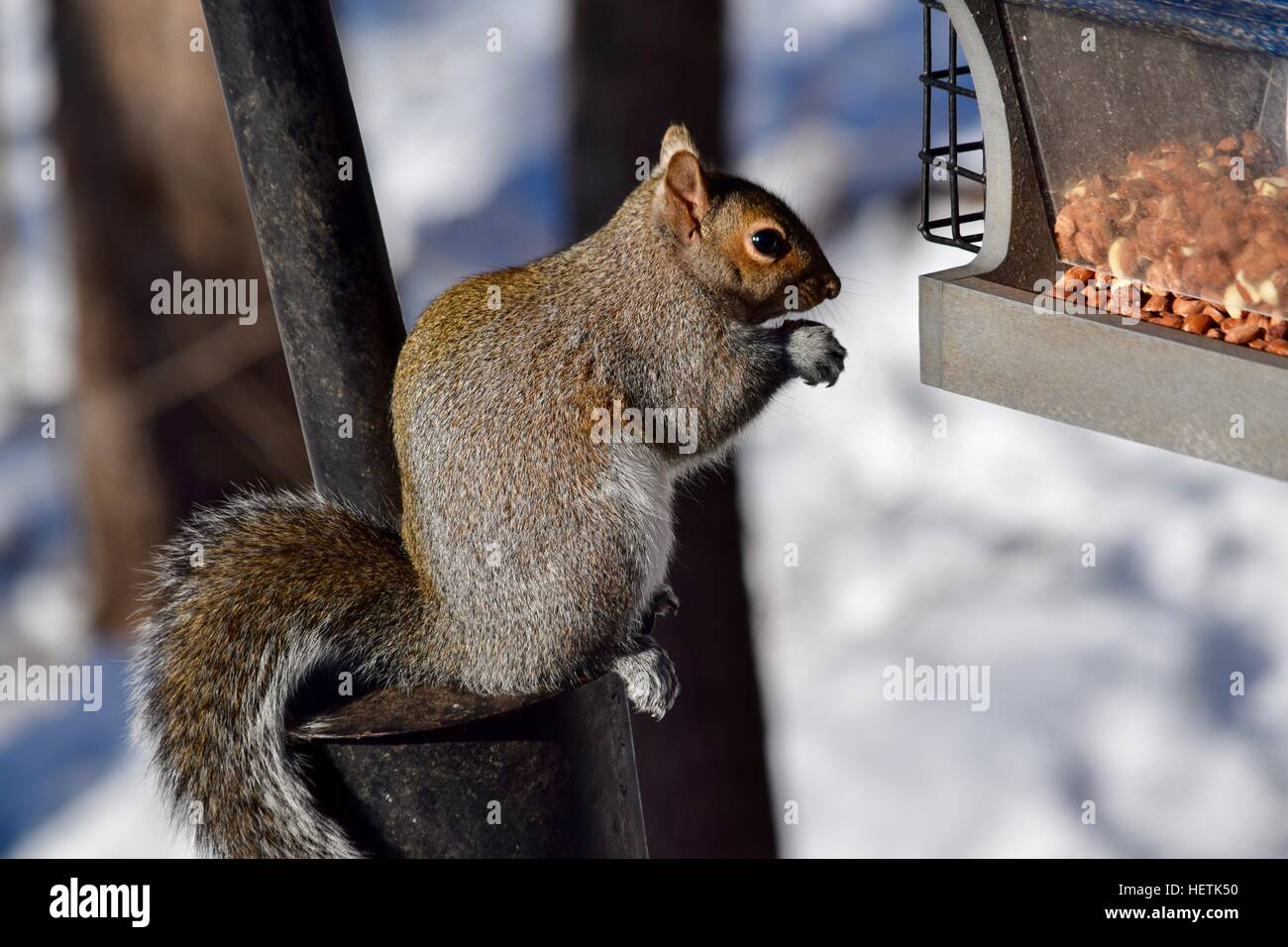 Squirrel stealing food from bird feeder hires stock photography and