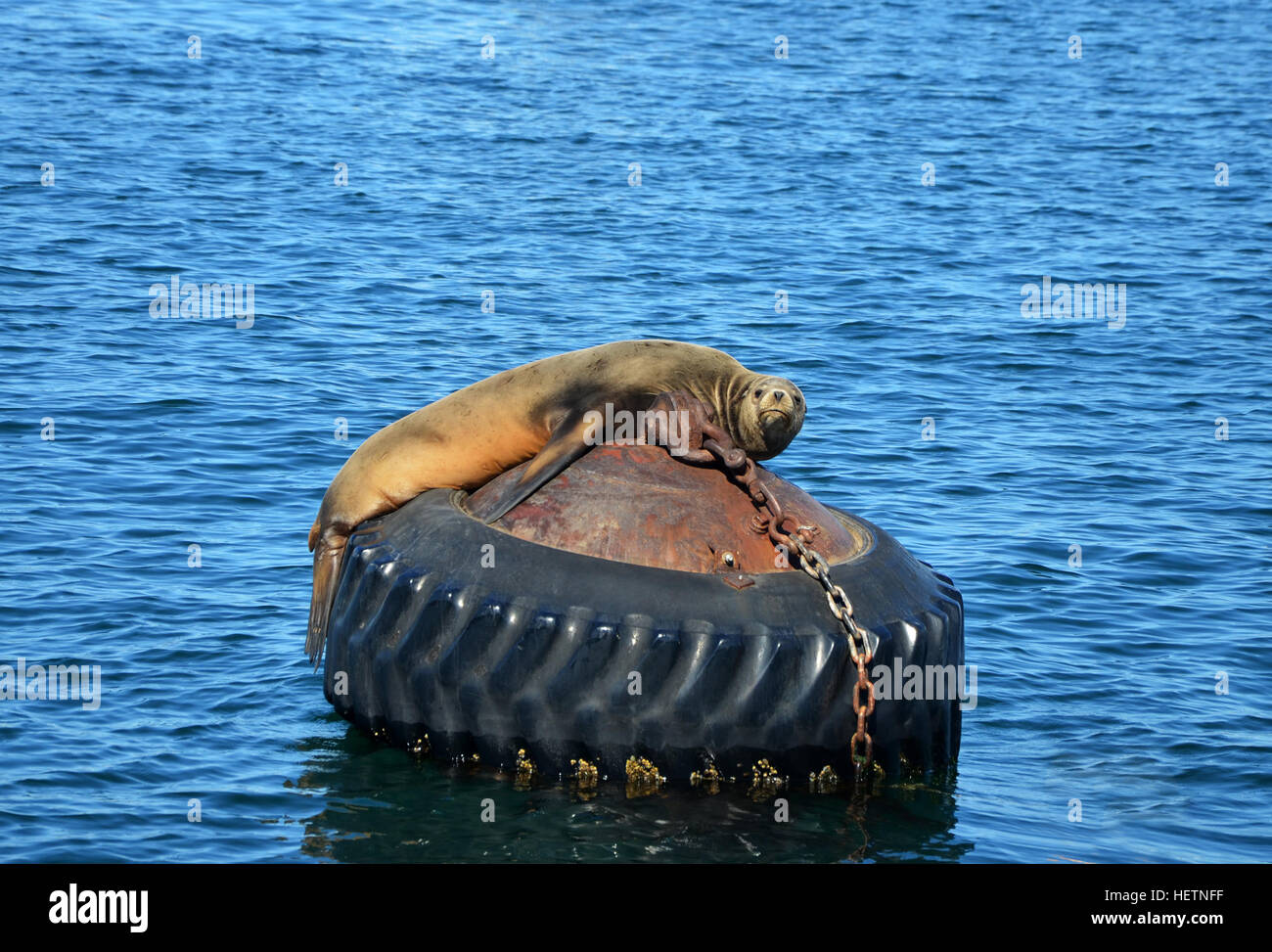 California Sea Lion (Zalophus californianus) posing on Buoy in Monterey