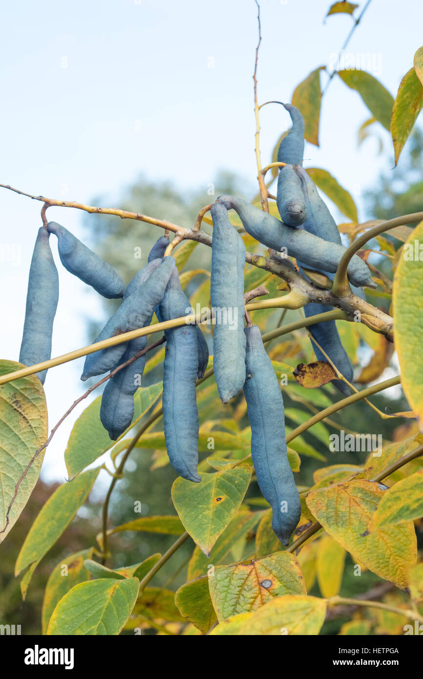 Group of Decaisnea fargesii bean-like follicles. This plant is It is native to eastern Asia, from China west to Nepal and south to Myanmar. Stock Photo