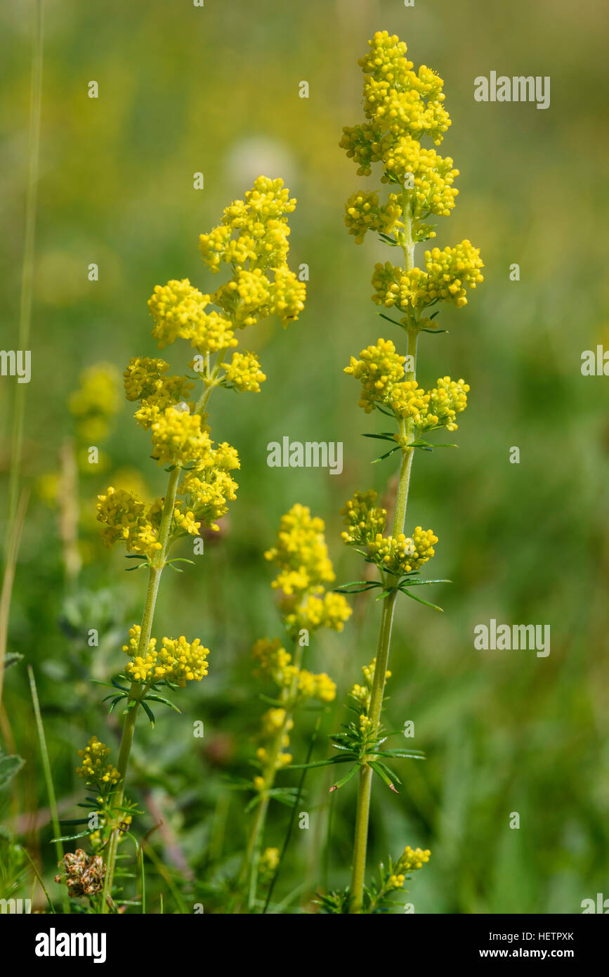 Ladys Bedstraw, Cruciata verum, wildflower, Carrick, Dumfries & Galloway, Scotland Stock Photo
