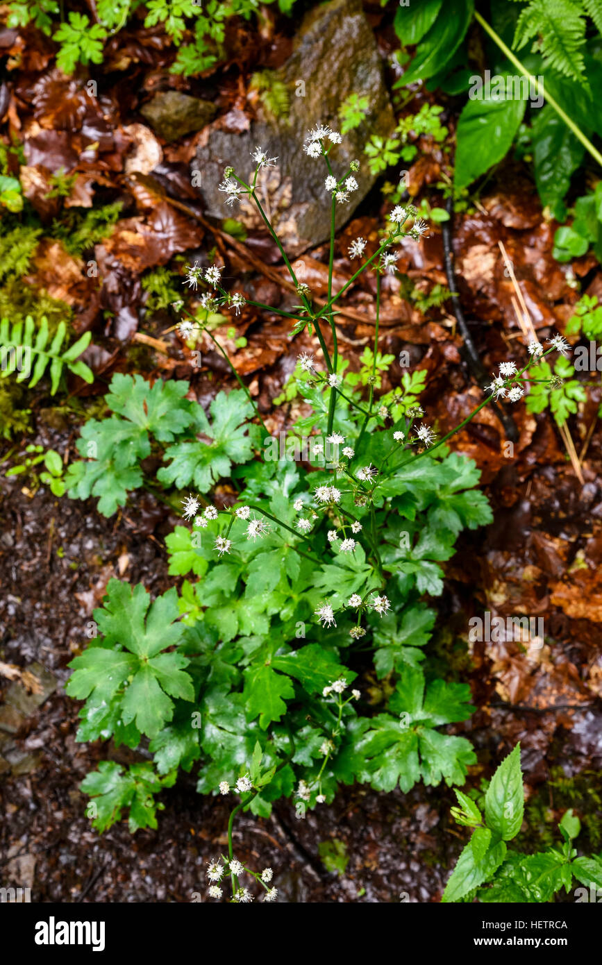 Sanicle, Sanicula europaea, wildflower, Ness Glen, Ayrshire, Scotland Stock Photo