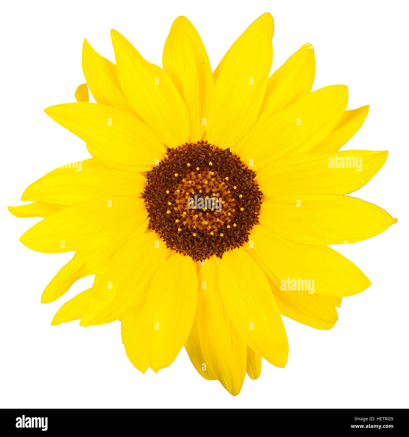 Beautiful sunflower isolated on white. Close-up Stock Photo - Alamy