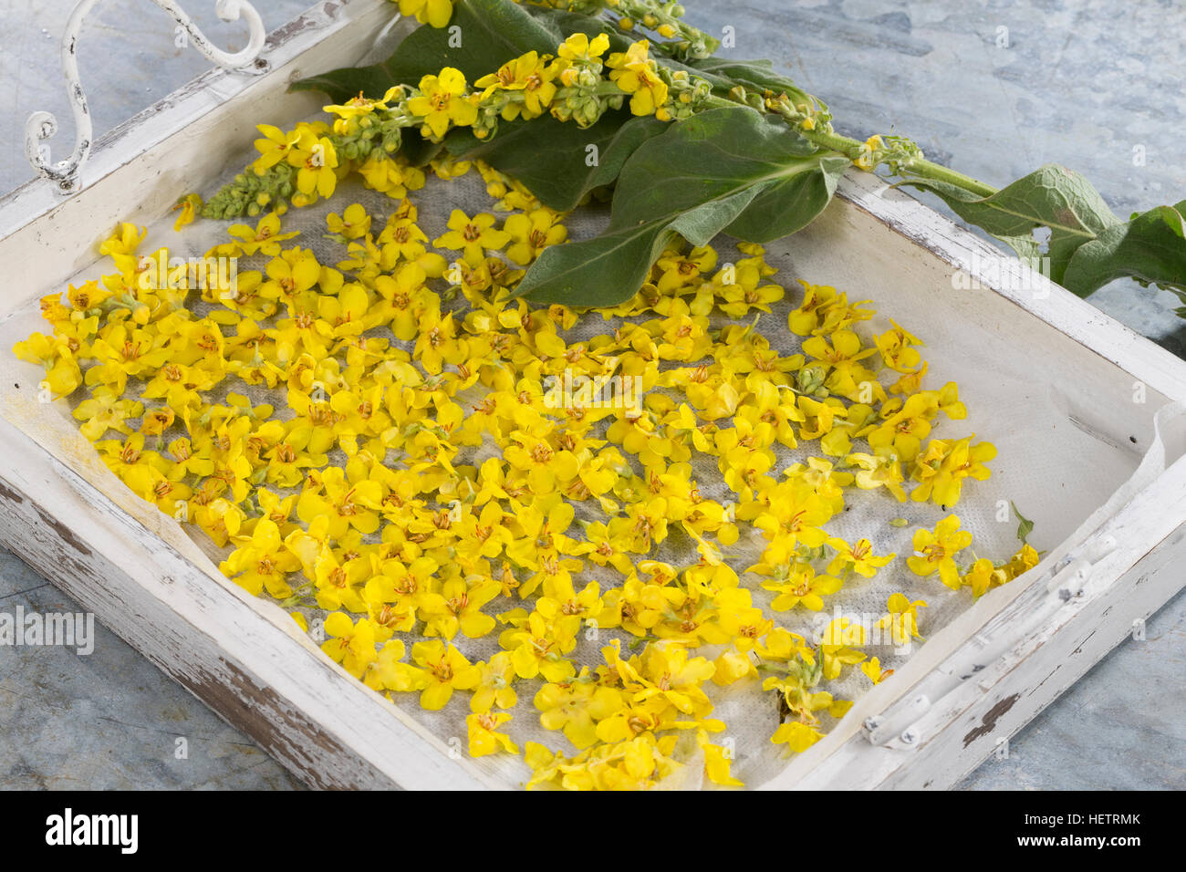 Page 2 - Verbascum High Resolution Stock Photography and Images - Alamy