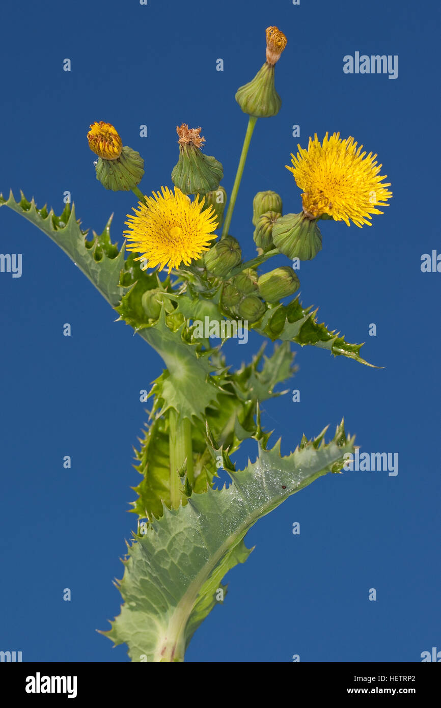 Raue Gänsedistel, Rauhe Gänsedistel, Dornige Gänsedistel, Sonchus asper, Sharp-fringed Sow Thistle, Prickly Sow Thistle, Spiny Sow Thistle, Spiny-leav Stock Photo