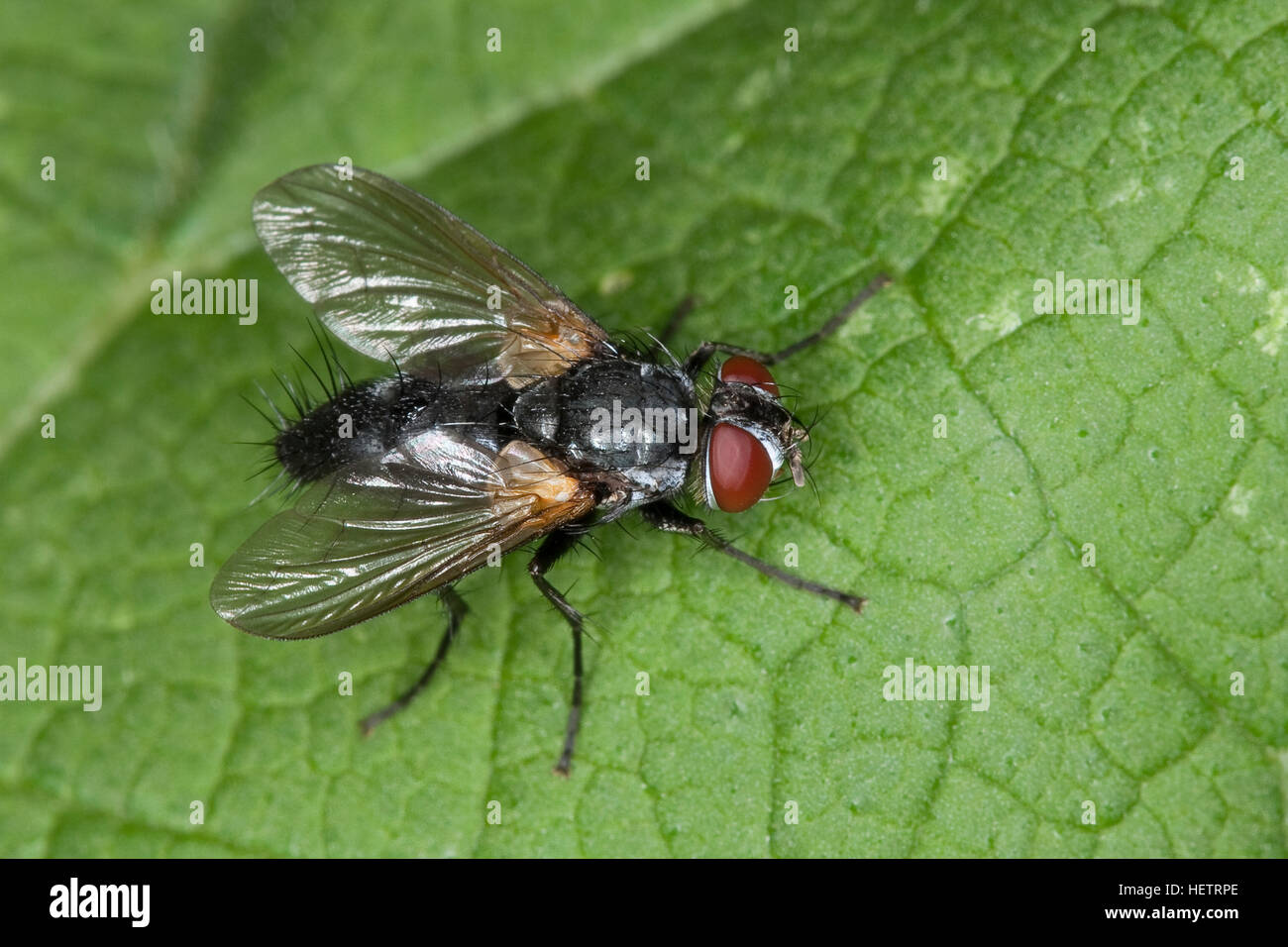 Raupenfliege, Tachinidae, Raupenfliegen, Schmarotzerfliegen, Tachinidae, tachinid fly, tachinids, parasitic flies, tachina flies Stock Photo