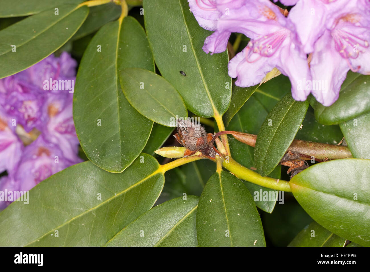 Rhododendron-Knospenfäule, Knospenfäule, vertrocknete Knospe, Knospen an Rhododendron, Zierstrauch im Garten, Rhododendron spec. verursacht durch die Stock Photo
