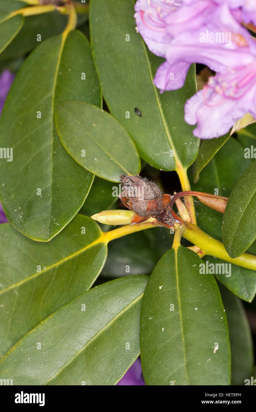 Rhododendron knospe hi-res stock photography and images - Alamy
