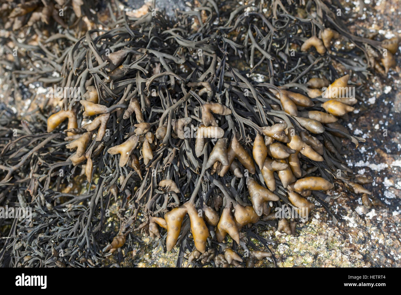 Rinnentang, Rinnen-Tang, Pelvetia canaliculata, Channelled wrack, Cow Tang, Channel Wrack Stock Photo