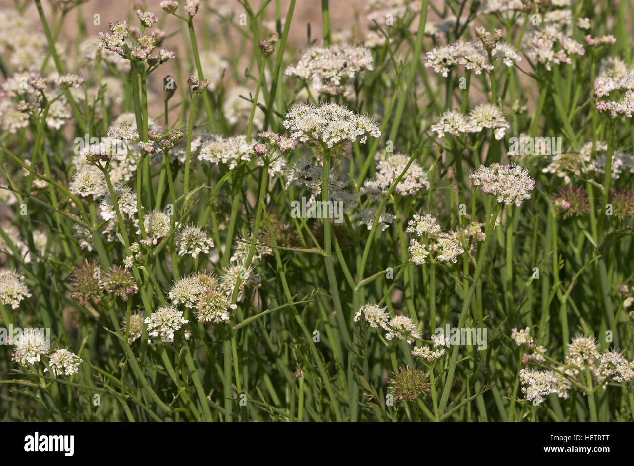 Röhriger Wasserfenchel, Wasser-Fenchel, Oenanthe fistulosa, Water Dropwort Stock Photo