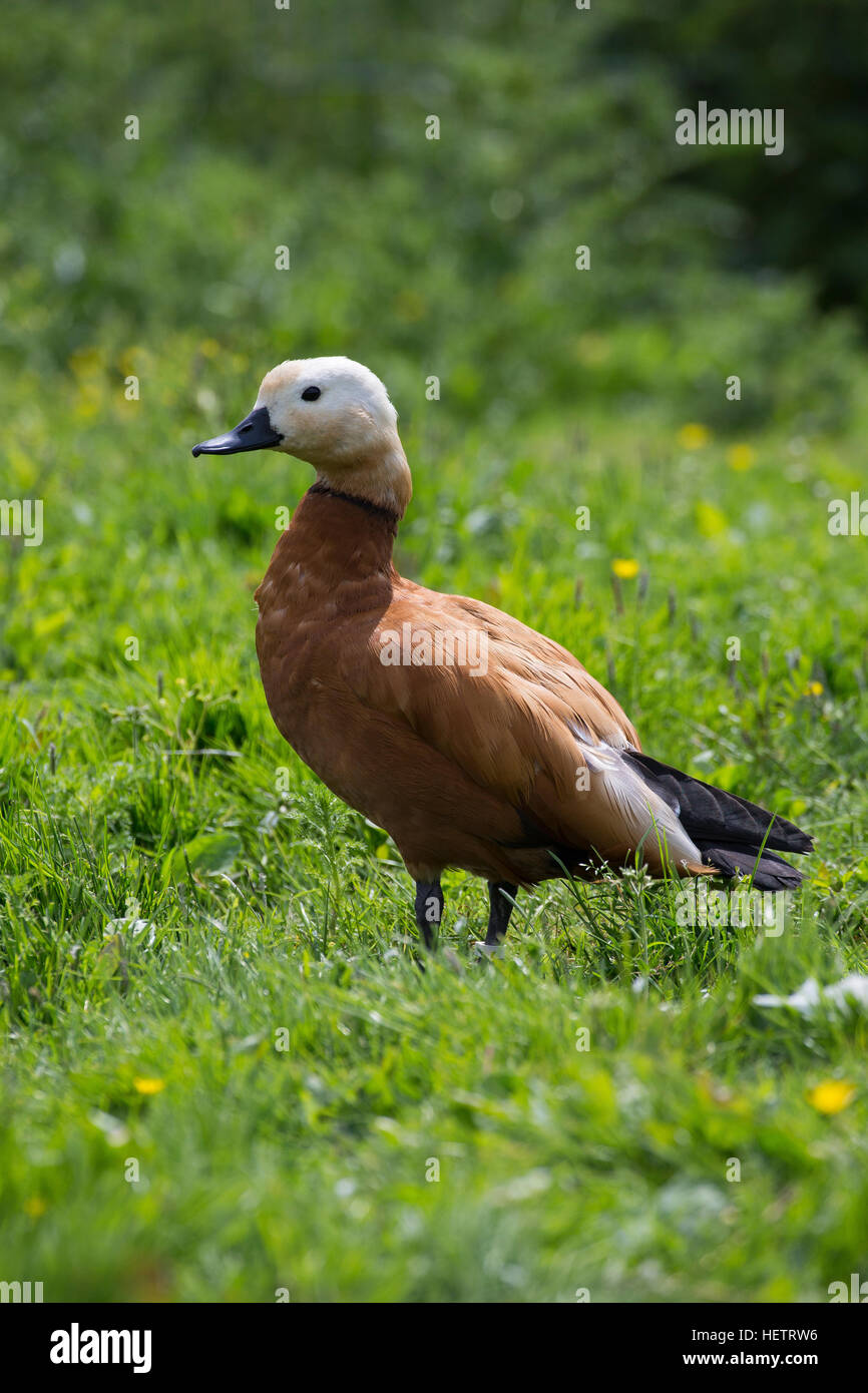Rostgans, Rost-Gans, Tadorna ferruginea, ruddy shelduck Stock Photo