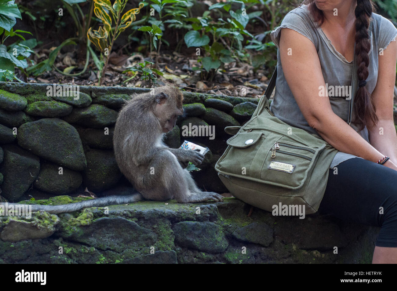 Monkey in sacred monkey forest trying to steal something from a tourist Stock Photo