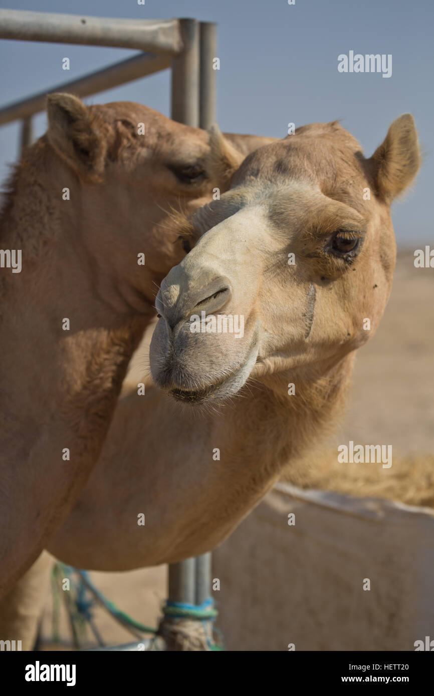 Camel necks hires stock photography and images Alamy
