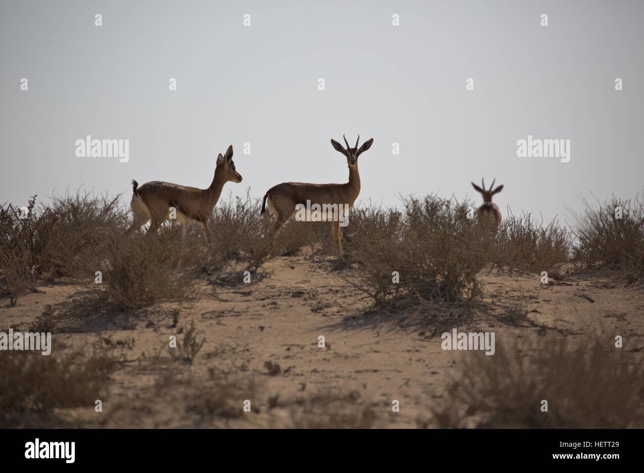 Arabian sand gazelle hi-res stock photography and images - Alamy