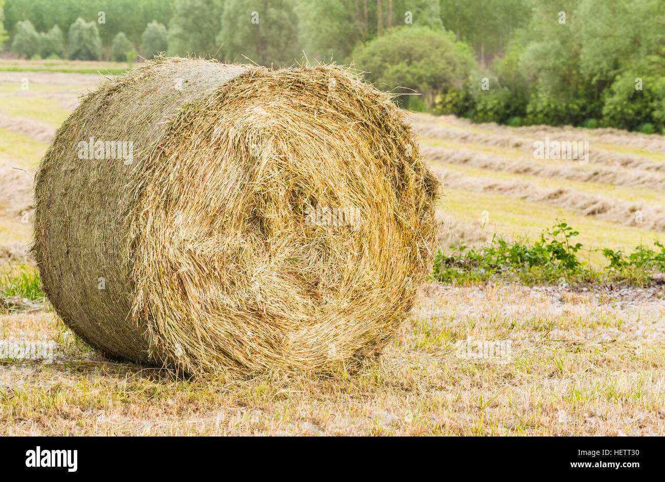 Hay bale drying in field Stock Photo