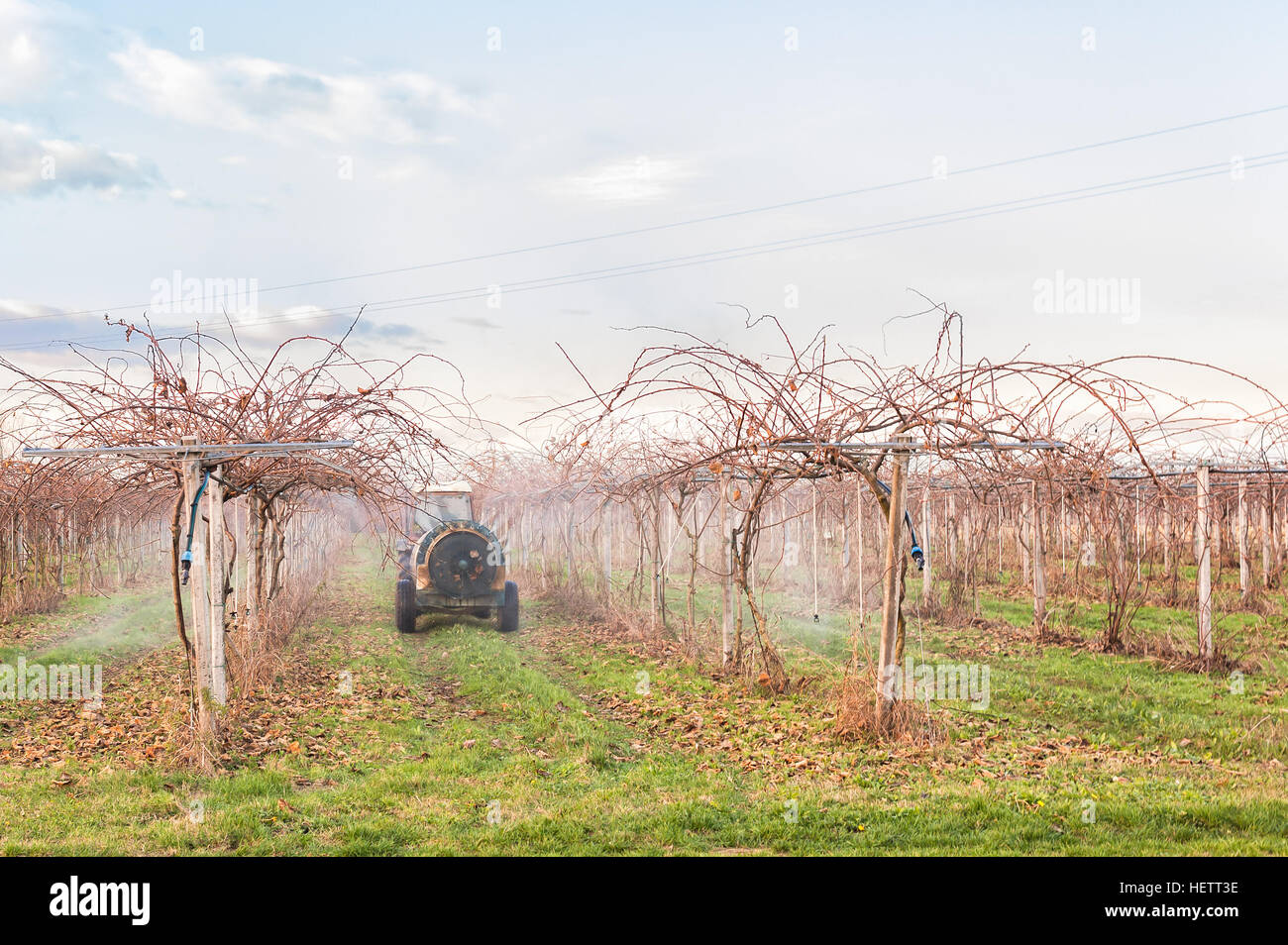 Agriculture work. Treatment pesticide to fruit trees. Kiwi trees. In a winter day. Stock Photo