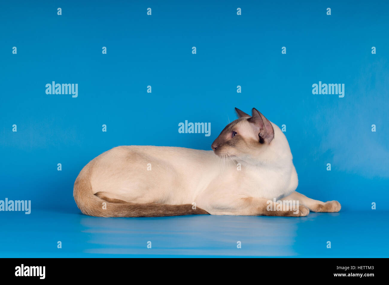 Siam cat on blue Stock Photo