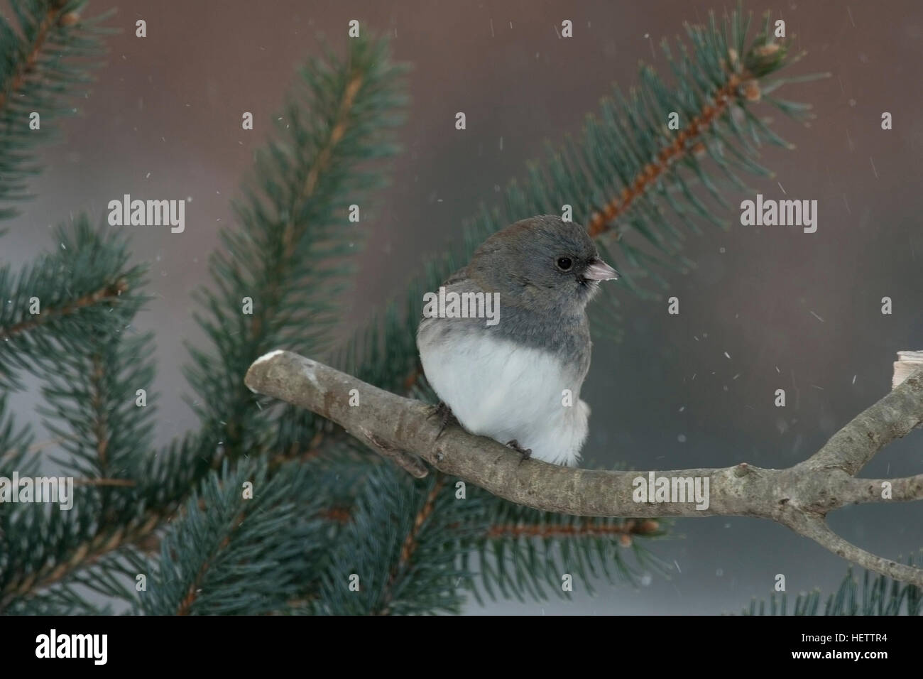 Dark eyed junco perches on branch near pine tree on snowy day Stock Photo