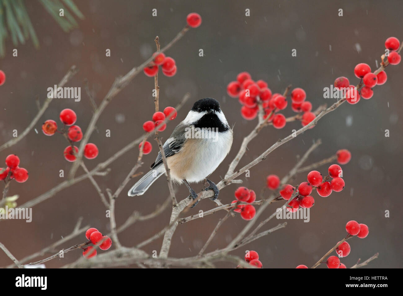 Chickadee perches in winterberry branch with snow falling Stock Photo
