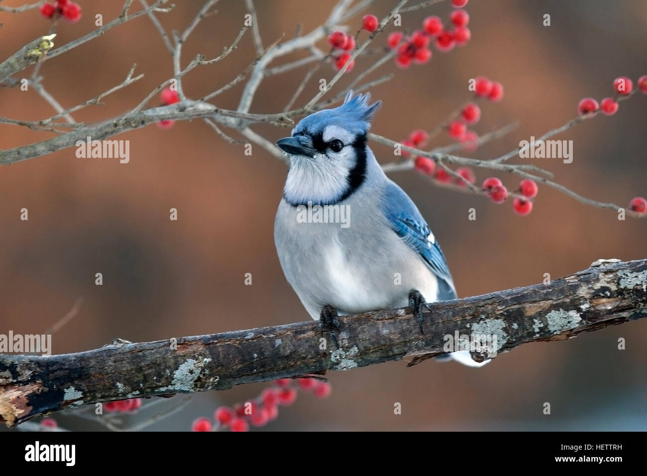 Blue jay perches on branch with winterberry Stock Photo