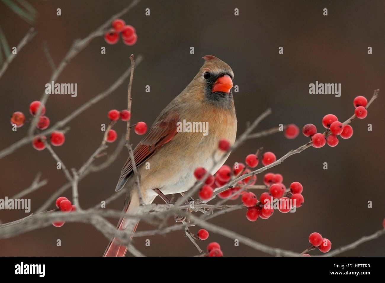Female cardinal perches on winterberry branch Stock Photo