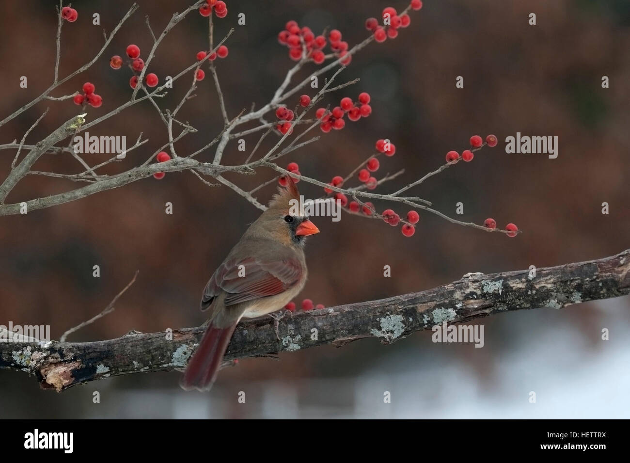 Female cardinal perches on branch with winterberry in background Stock Photo