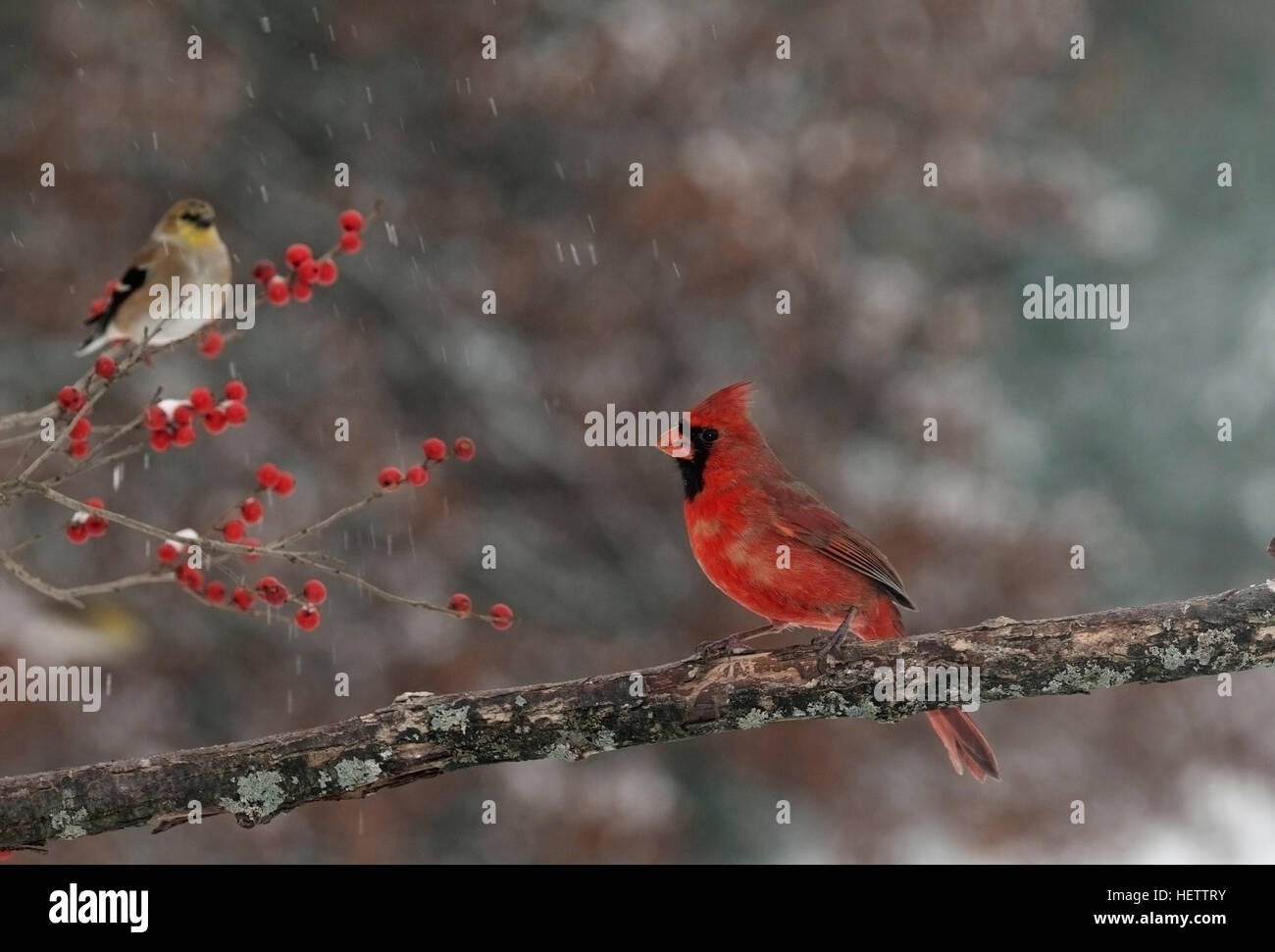 Male cardinal perches on branch with goldfinch and winterberry in background Stock Photo