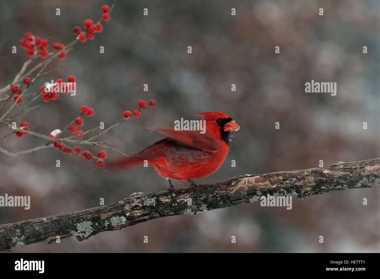Cardinal flutters wings while perched on branch with winterberry Stock Photo