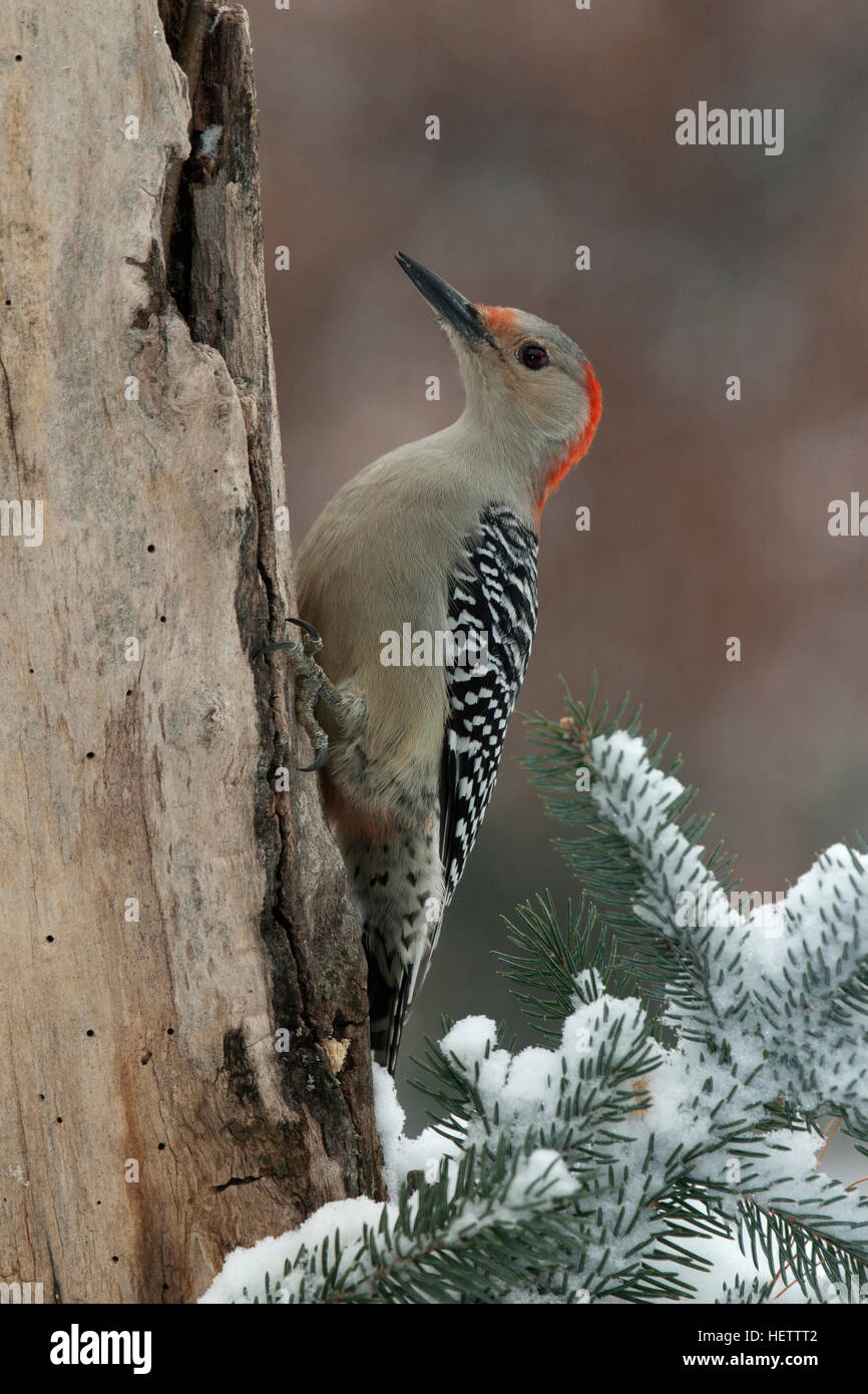 Female woodpecker hires stock photography and images Alamy
