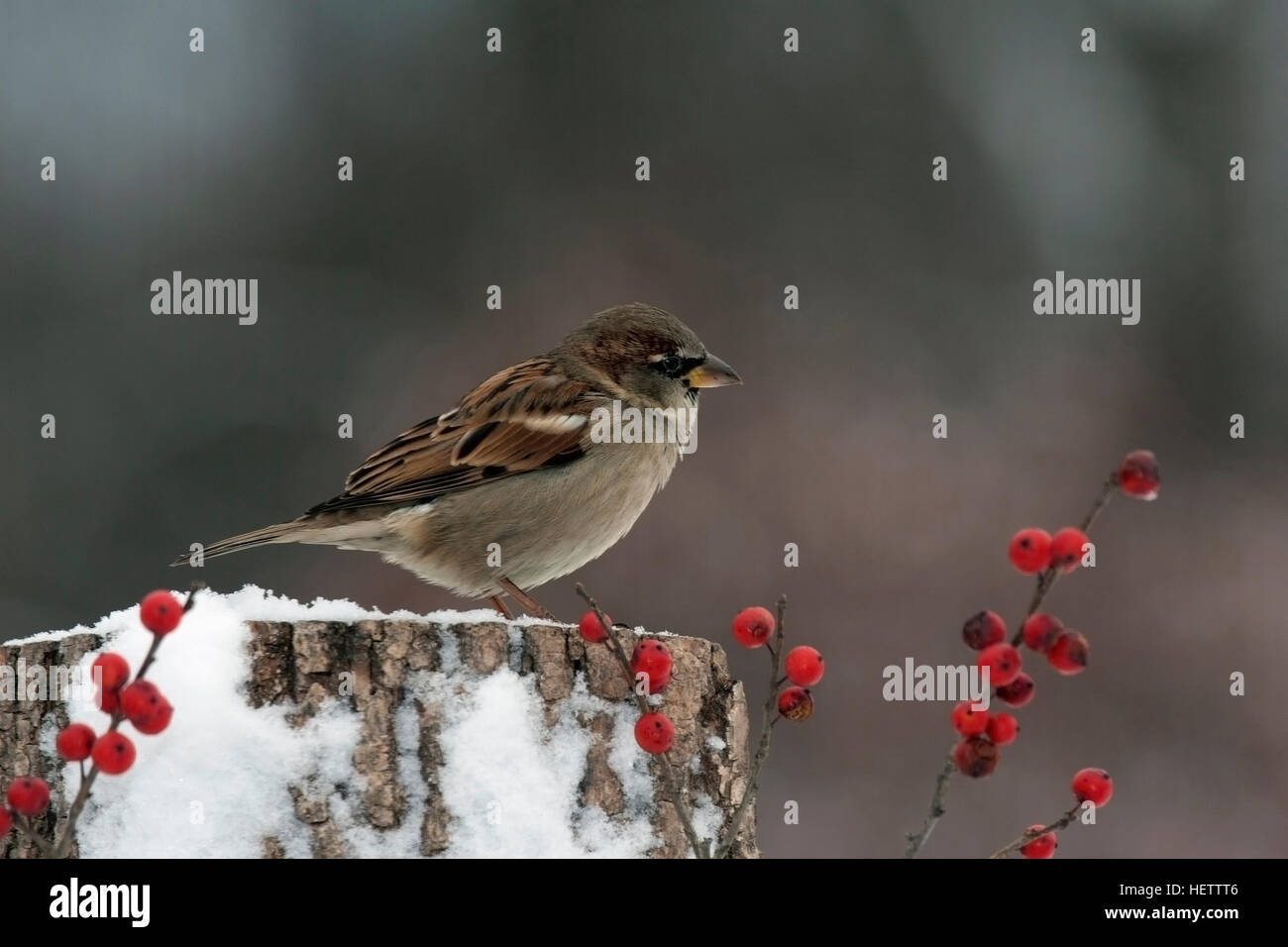 Sparrow perches on snowy stump with winterberry Stock Photo