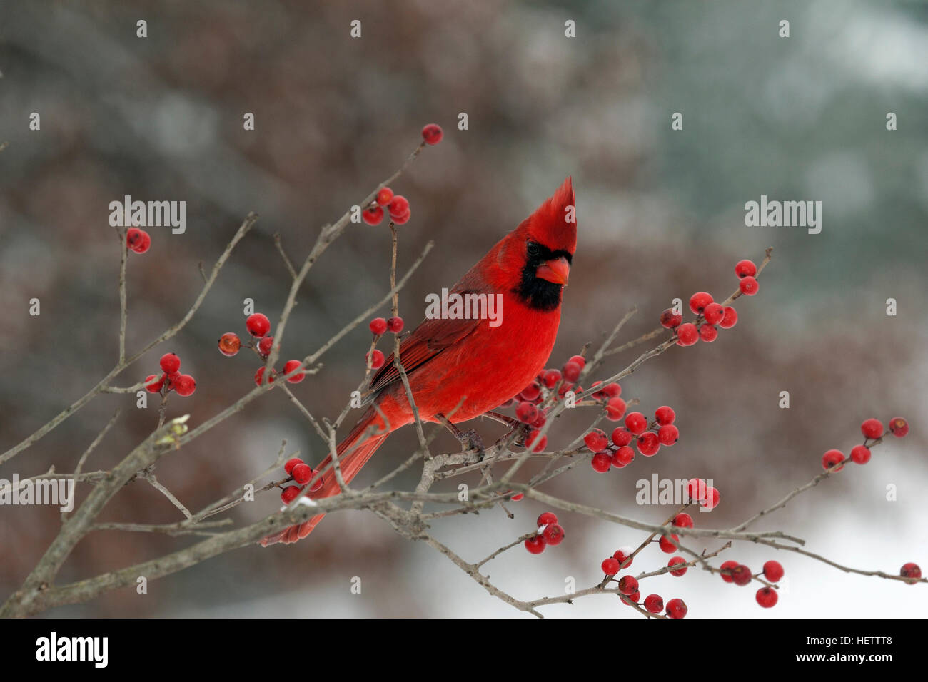 Male cardinal perches on winterberry branch Stock Photo