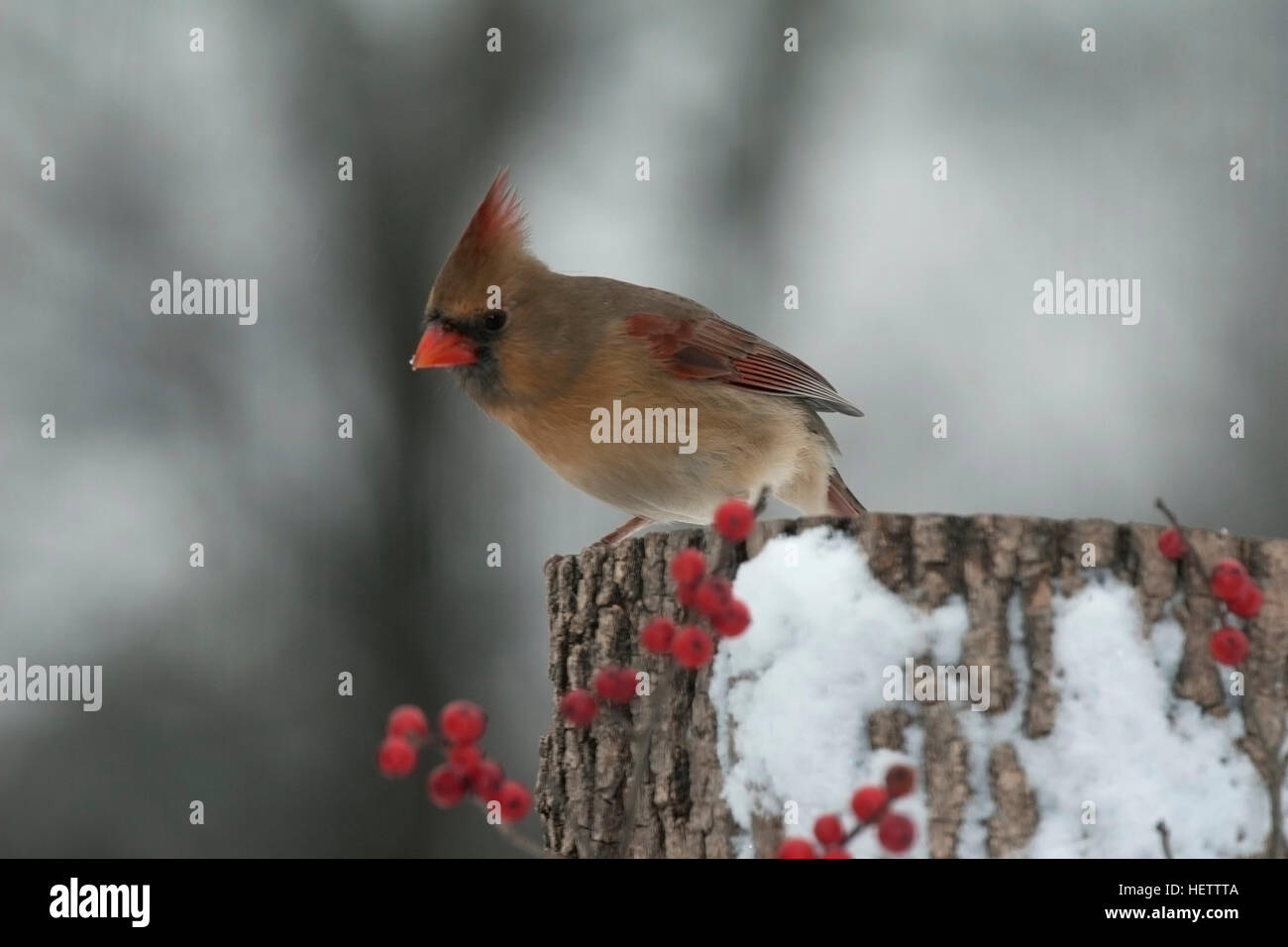 Female cardinal perches on snowy stump with winterberry Stock Photo