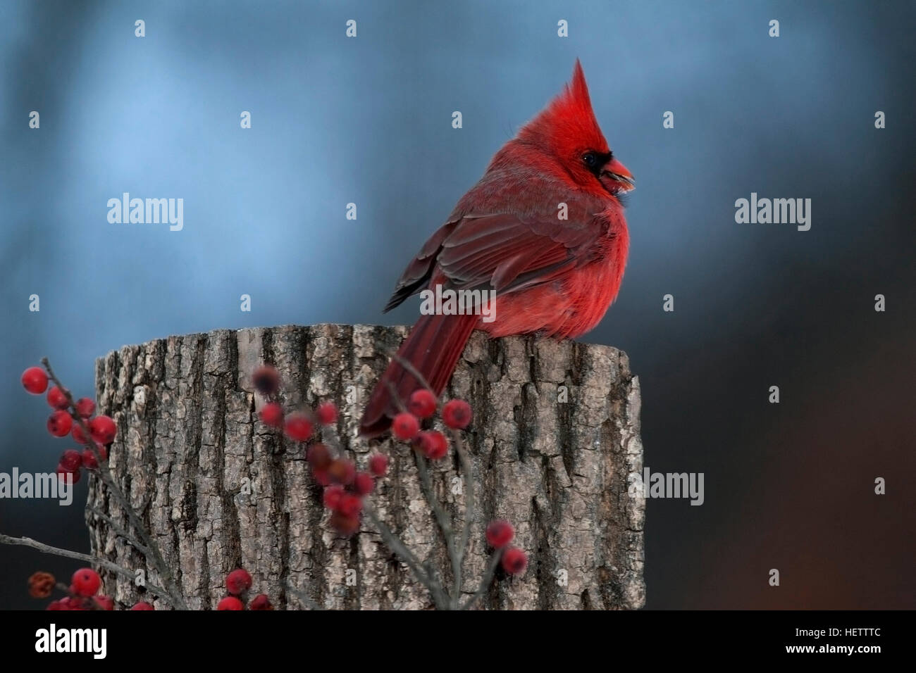 Male cardinal perches contentedly on stump with winterberry Stock Photo