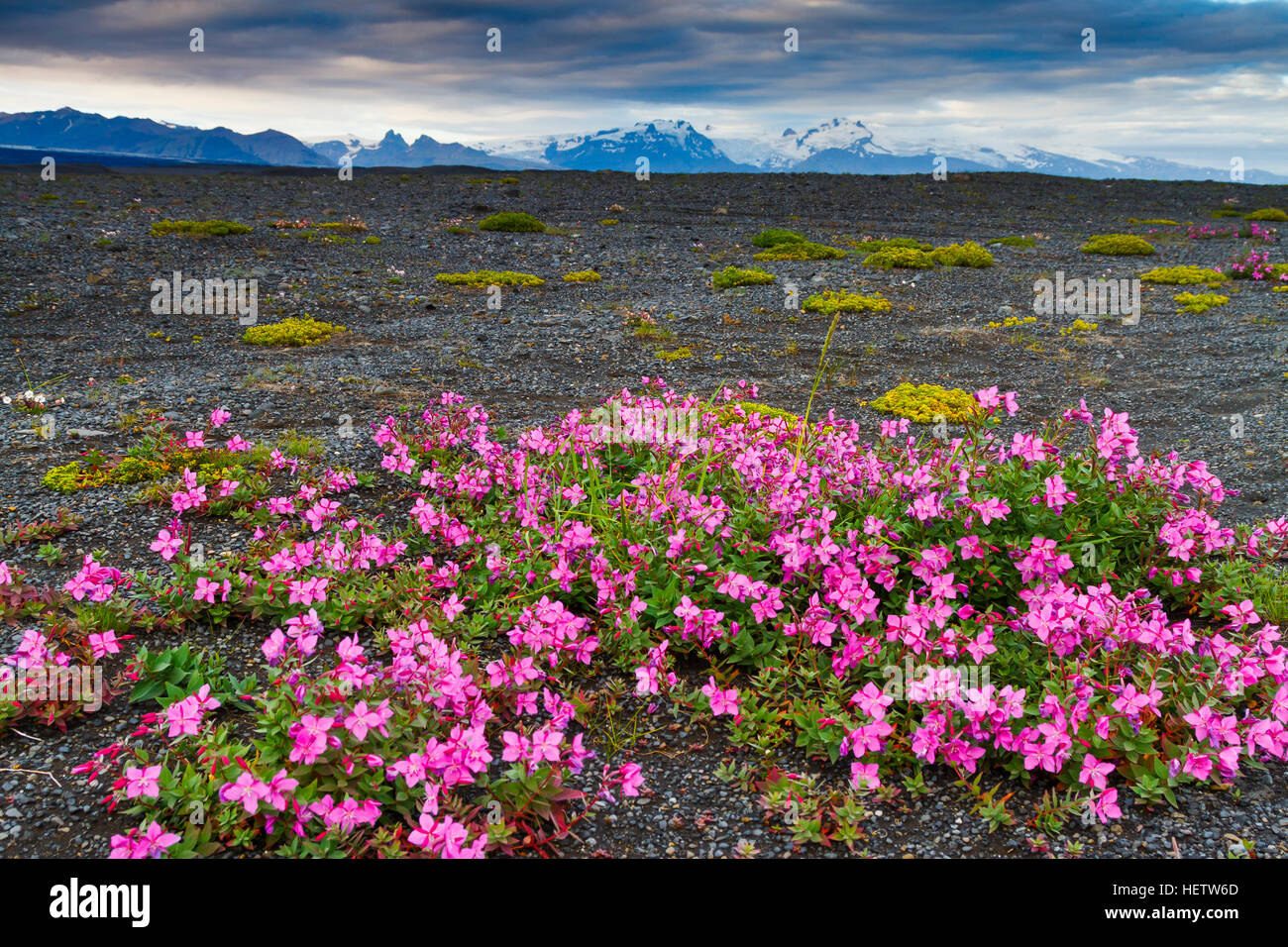 Dwarf Fireweed or River Beauty Willowherb (Chamerion latifolium) in volcanic ground. Iceland, Europe Stock Photo