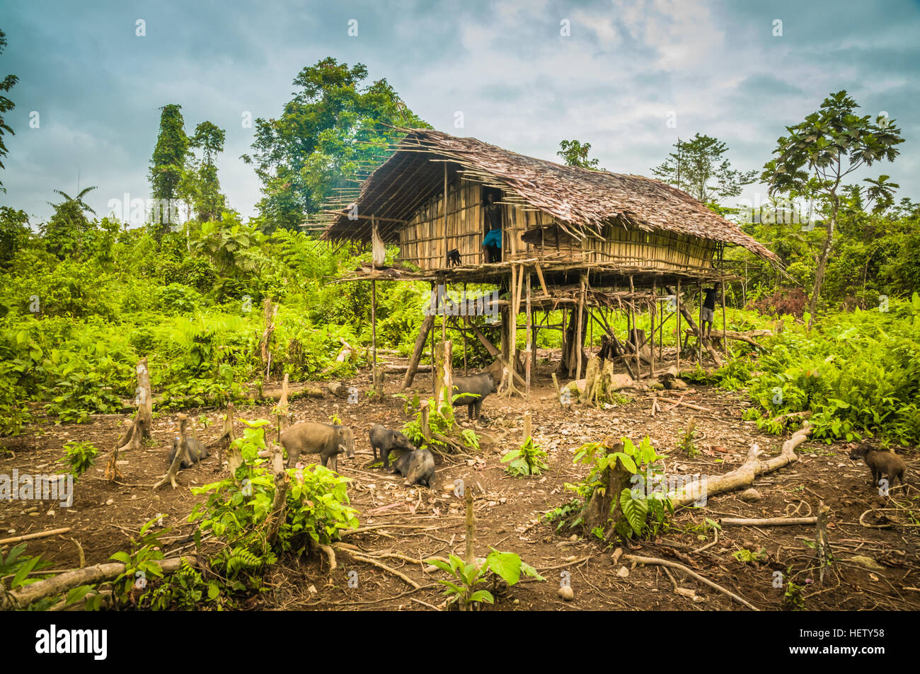 Simple wooden house with pigs surrounded by greenery in Dekai in Papua, Indonesia. In this region, one can only meet people from isolated local tribes Stock Photo