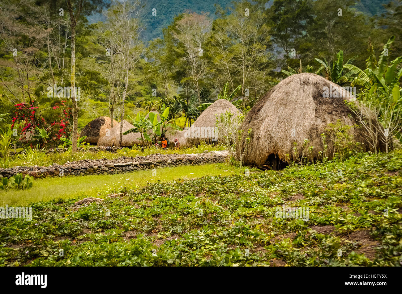 Photo of traditional straw houses with gardens in Dani circuit near Wamena, Papua, Indonesia. In this region, one can only meet people from isolated l Stock Photo